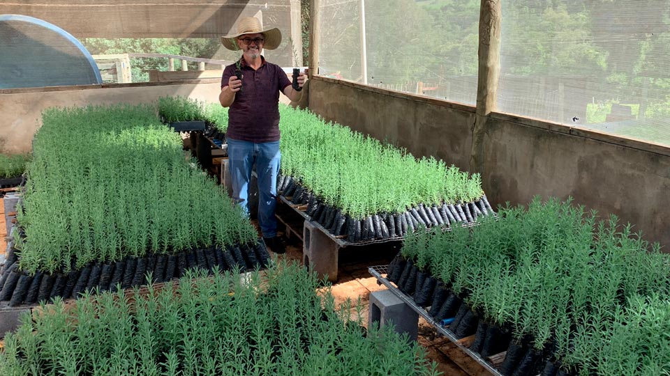 Augustinho-mudas-da-santa-lavanda