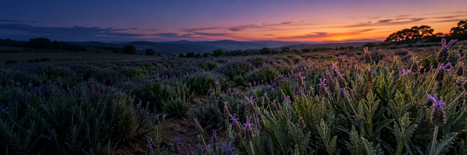 Campo de Lavandula dentata da Santa Lavanda, imagem ilustrativa