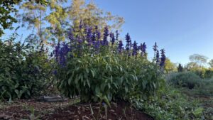 Sálvia Victoria Blue — Bandeja 50 células