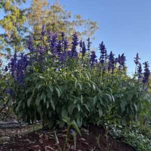 Sálvia Victoria Blue — Bandeja 50 células