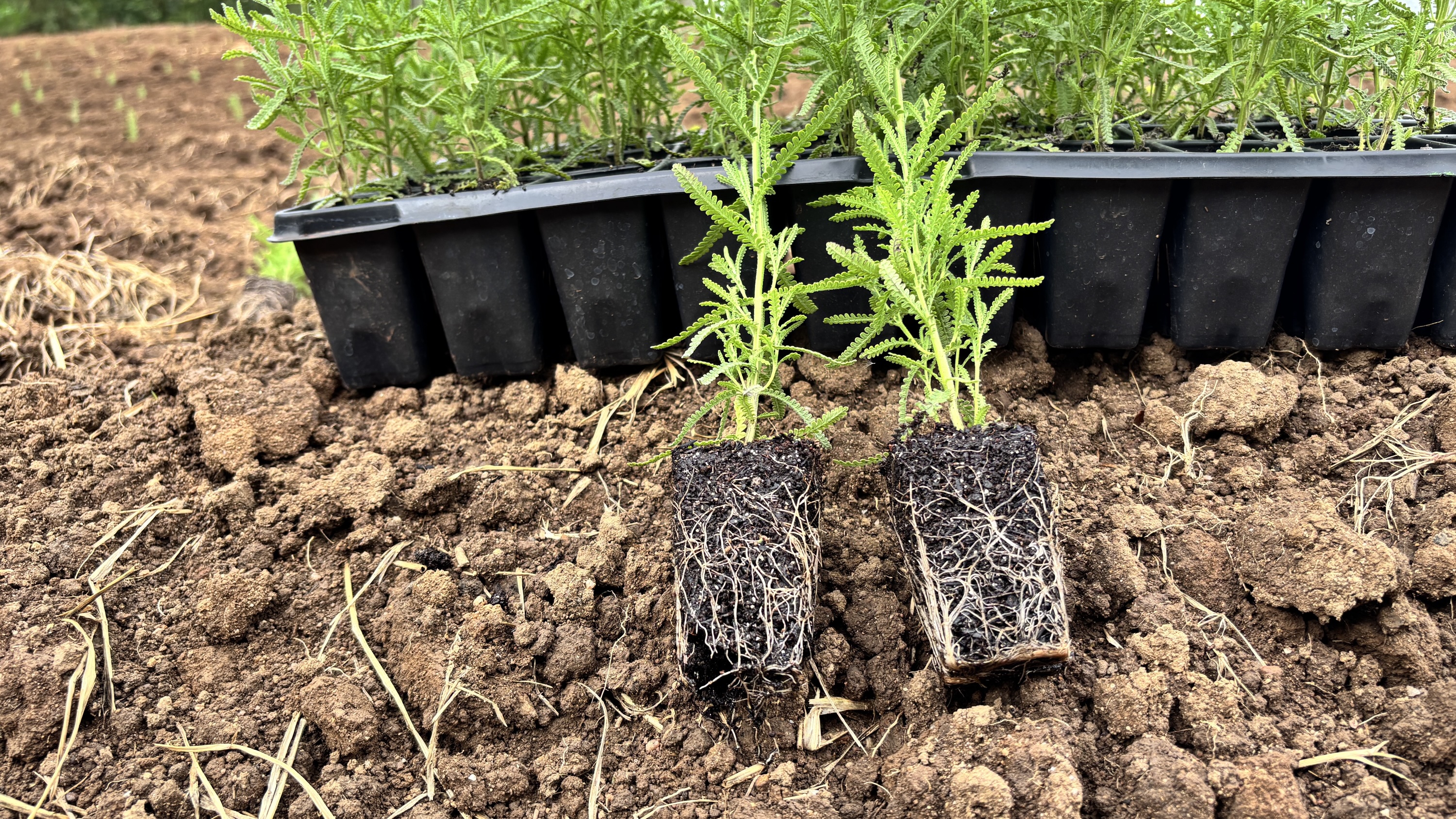Lavanda dentata — Plugão pronto para terra | Bandeja com 50 mudas - Imagem 2