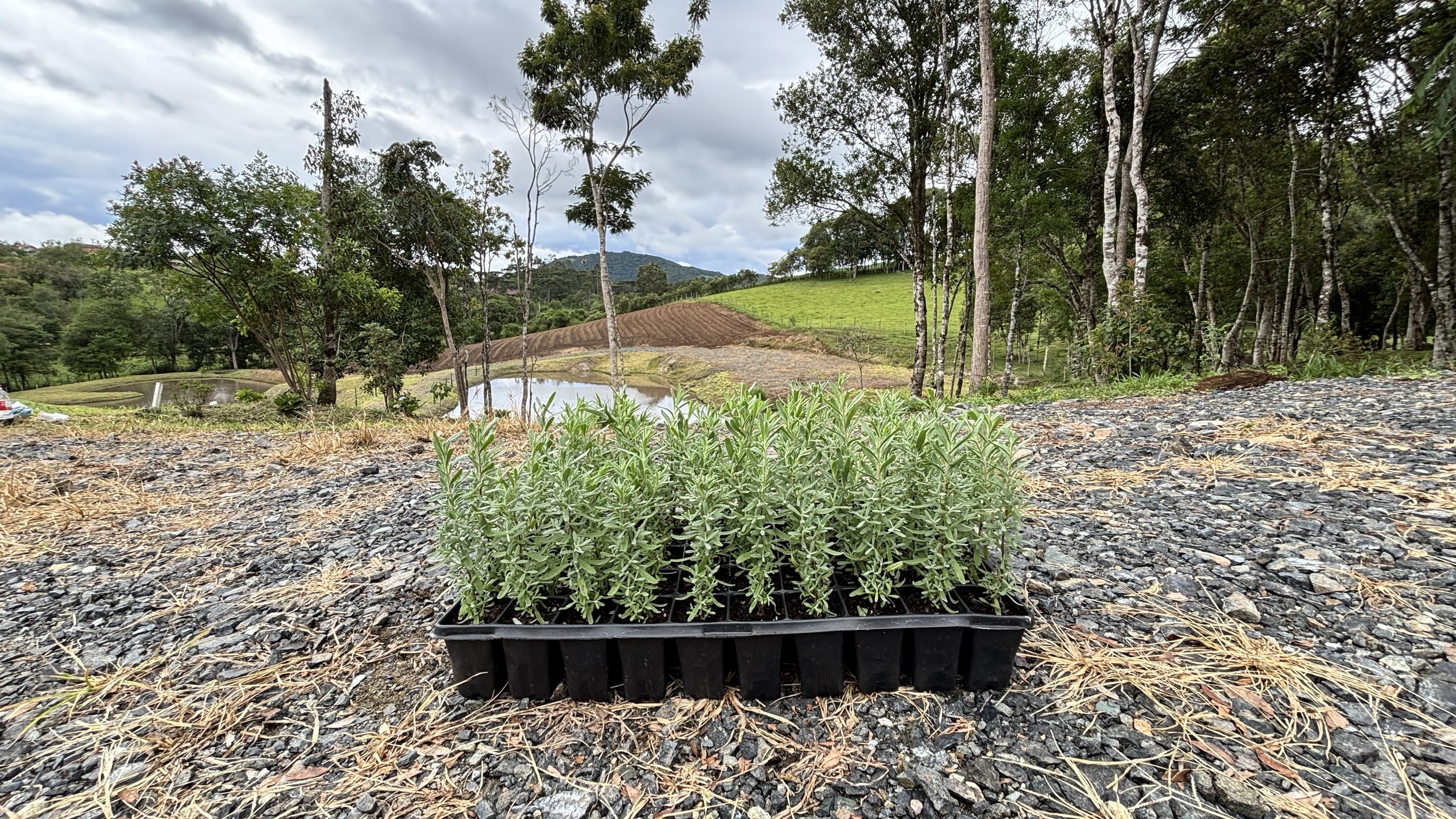 Lavanda dentata — Plugão pronto para terra | Bandeja com 50 mudas - Imagem 3
