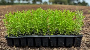 Lavanda dentata — Plugão pronto para terra | Bandeja com 50 mudas