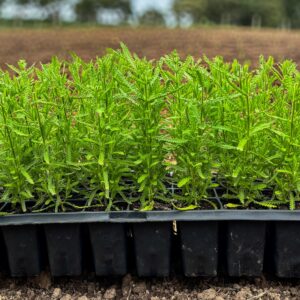 Lavanda dentata — Plugão pronto para terra | Bandeja com 50 mudas