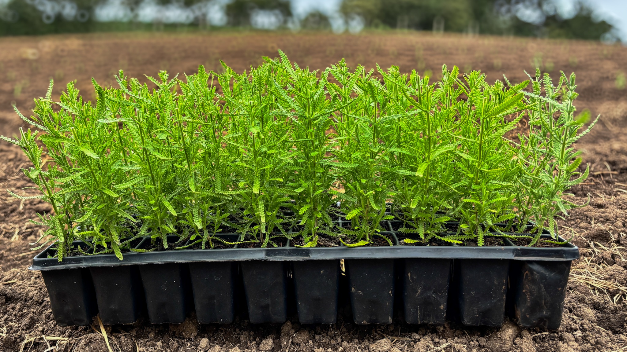 Lavanda dentata — Plugão pronto para terra | Bandeja com 50 mudas