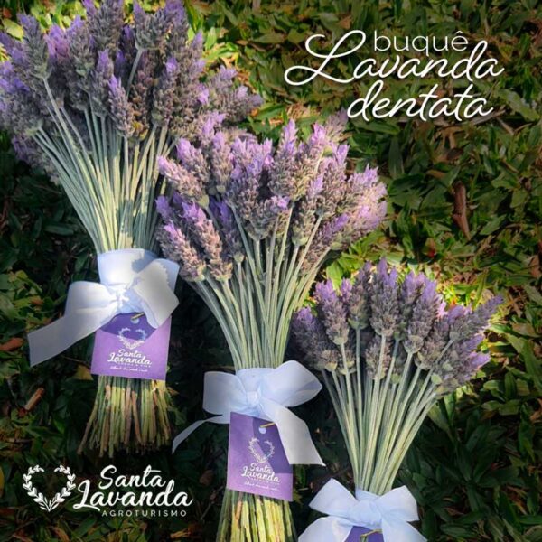 Buquê de Lavanda Fresca