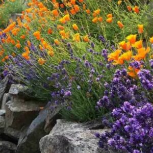 Lavanda em Casa — Da Muda à Floração