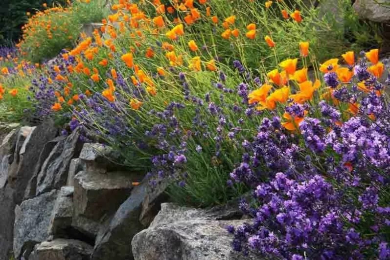 Lavanda em Casa — Da Muda à Floração